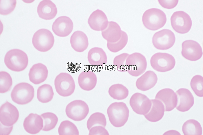 Hématies humaines x640 - gryphea.org